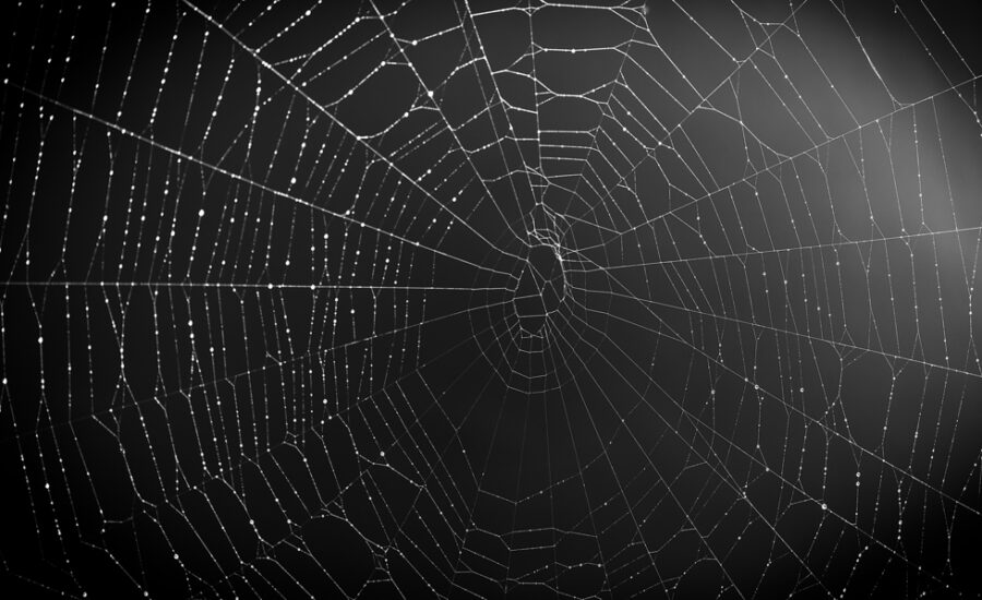 Close-up of a dew-covered spider web against a dark background, representing complexity, network designs, and the intricate connectivity of systems or internet networks.